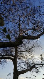 Low angle view of tree against sky