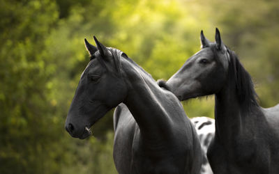 View of horses on field