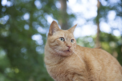 Happy yellow tabby cat outdoors