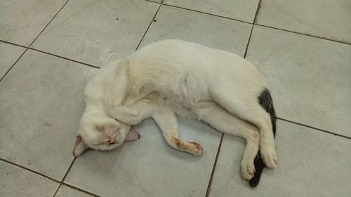 High angle view of a dog on tiled floor