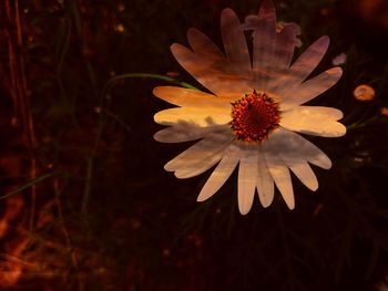 Close-up of daisy flower