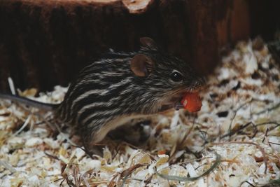 Close-up of rabbit eating