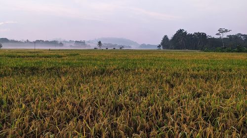 Scenic view of field against sky