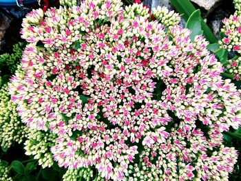 Close-up of flowers blooming outdoors