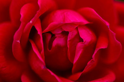 Close-up of red rose