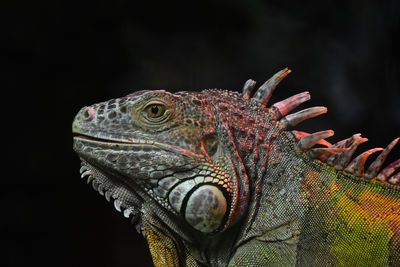 Close-up of iguana looking away