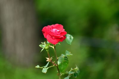 Close-up of rose plant