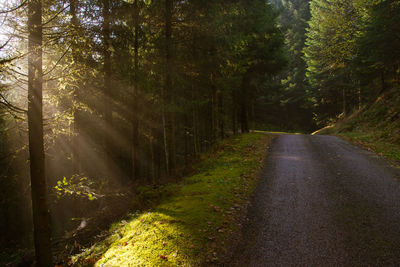 Road amidst trees in forest