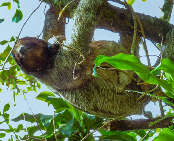 Low angle view of monkey on tree