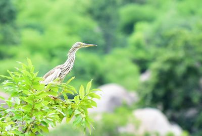 Close-up of bird perching on tree