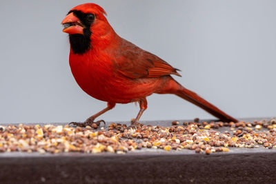 Close-up of a bird