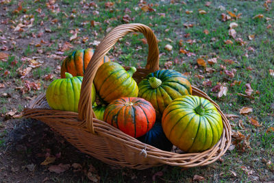 High angle view of pumpkins in yard