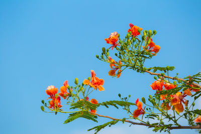 Low angle view of orange flowering plant against clear blue sky