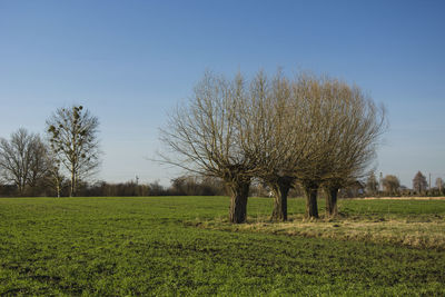 Trees on field against clear sky