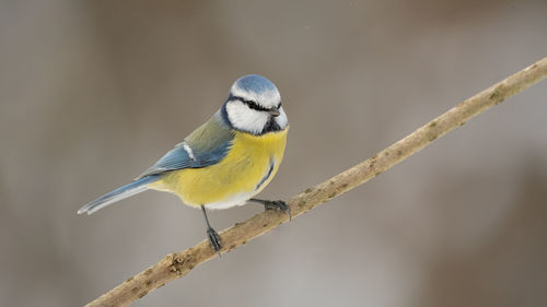 Close-up of bird perching on branch