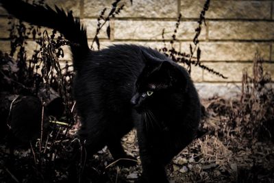 Black cat lying on land