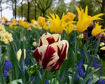 Close-up of red tulip flowers in park