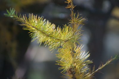 Mountain pine tree changing its colours lit by autumn sunlight 