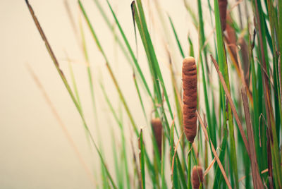 Close-up of stalks in field