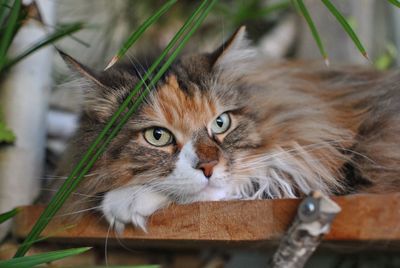 Close-up portrait of cat