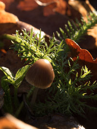 Close-up of mushrooms growing on field