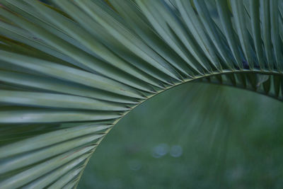 Close-up of palm leaves