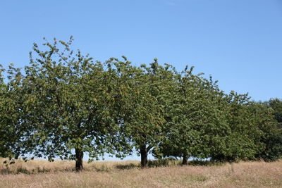 Trees against clear sky