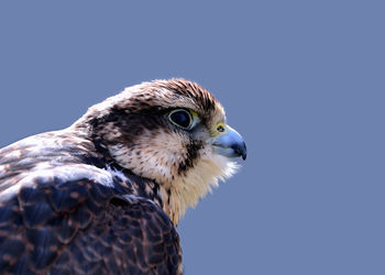 Close-up of a bird against clear sky