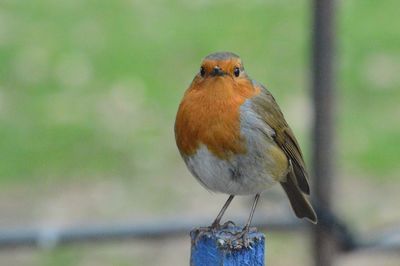 Close-up of bird perching outdoors
