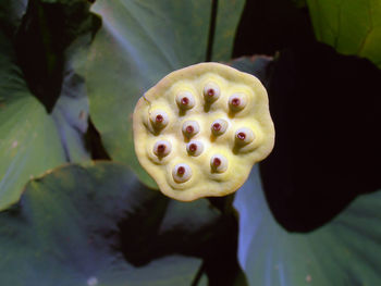 Close-up of flower head