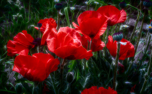 Close-up of red poppy flowers blooming in field