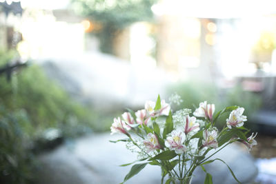 Close-up of white flowering plant