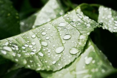 Close-up of water drops on leaves