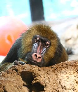 Portrait of monkey