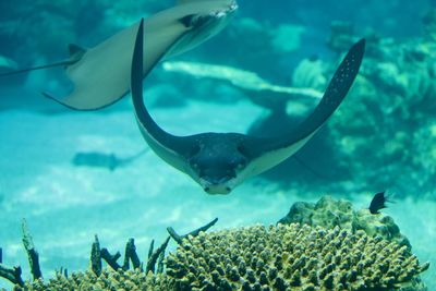 Fish swimming in sea