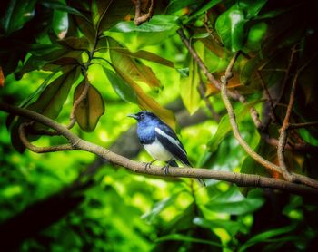 Bird perching on branch