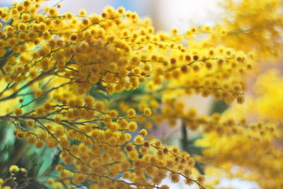 Close-up of yellow flowering plant during autumn