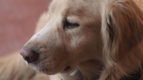 Close-up of dog