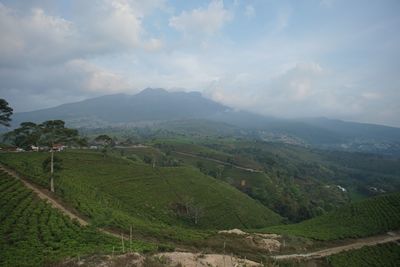 Scenic view of agricultural field against sky