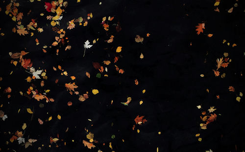 Full frame shot of autumn leaves at night