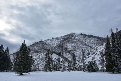 Trees on snow covered land against sky