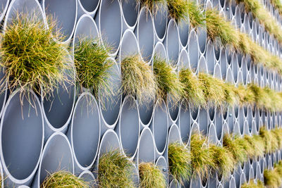 Close-up of grass growing on pipes