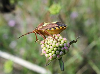 Close-up of insect on plant