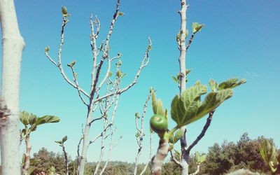 Low angle view of bare plants against sky