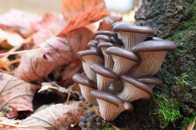 Close-up of young oyster mushrooms