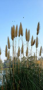 Low angle view of trees on field against clear sky