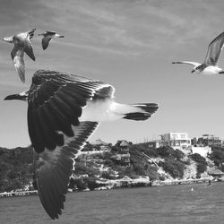 Seagull flying over sea against sky