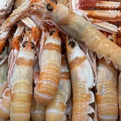 High angle view of giant prawns for sale in central market of cadiz, spain. 