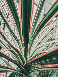 Close-up of plant