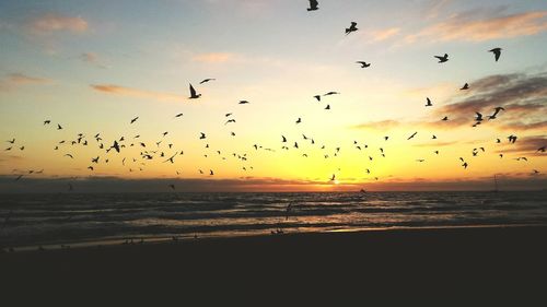 Silhouette birds flying over sea against sky during sunset